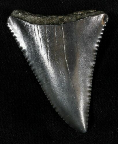 Serrated Fossil Great White Shark Tooth - #29334